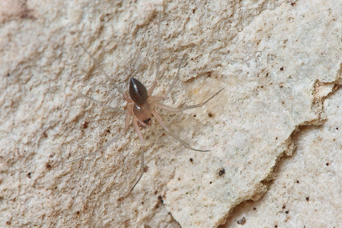 Linyphiidae